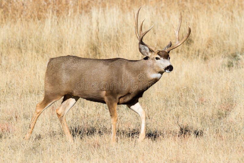 Wild Deer on the High Plains of Colorado - Mule Deer Buck Stock Image ...