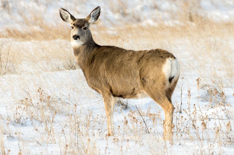 Mule Deer Doe in the Snow in Badlands National Park