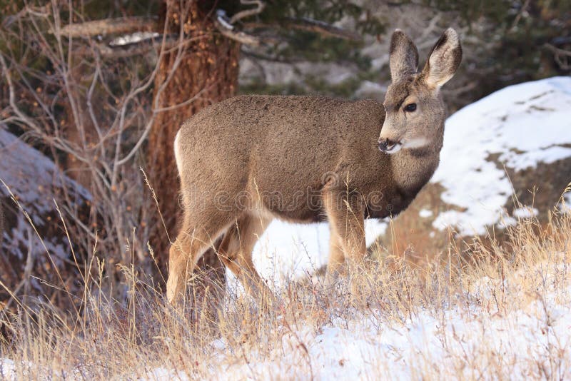 Mule deer fawn