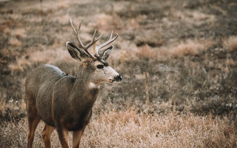 Mule deer in a field stock photo. Image of field, deer 133533408