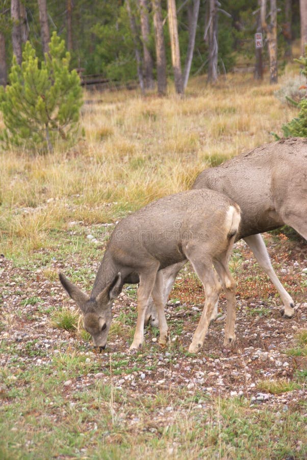 Mule deer grazing stock photo