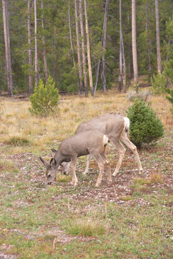 Mule deer grazing stock photo