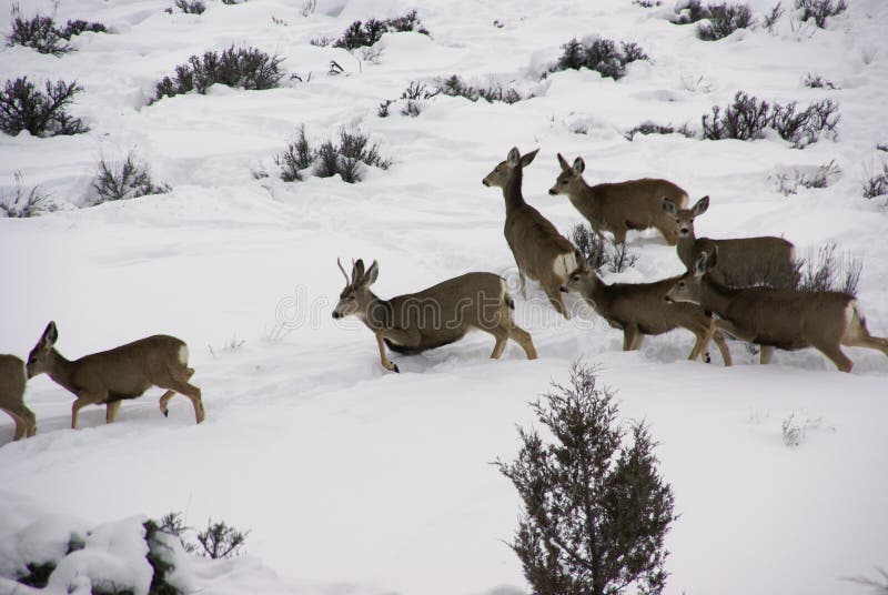 Mule deer herd in deep snow stock images