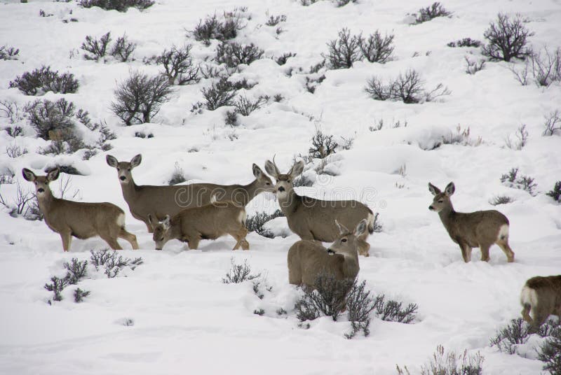 Mule deer herd in deep snow royalty free stock photography