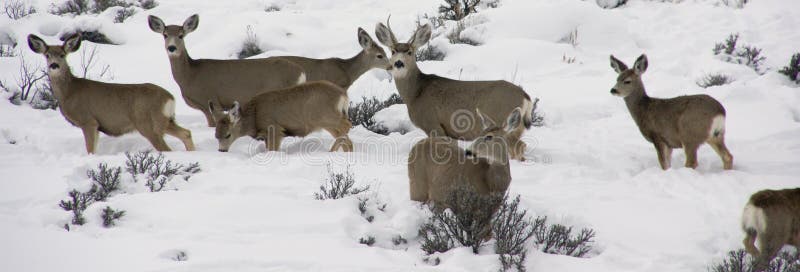 Mule deer herd in deep snow royalty free stock photos