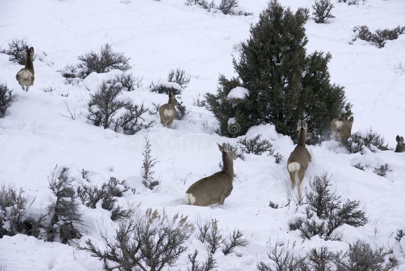 Mule deer herd in deep snow stock image