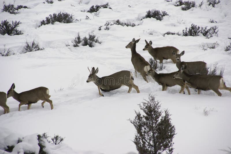 Mule deer herd in deep snow royalty free stock photos