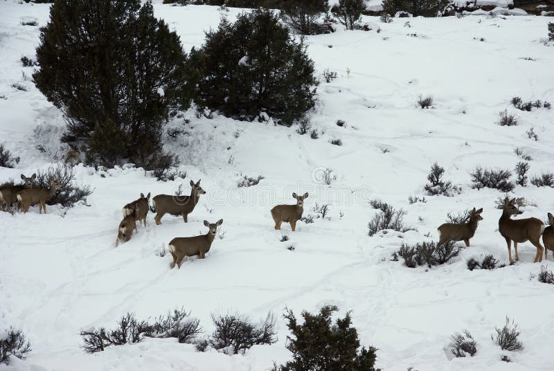 Mule deer herd in deep snow royalty free stock photos