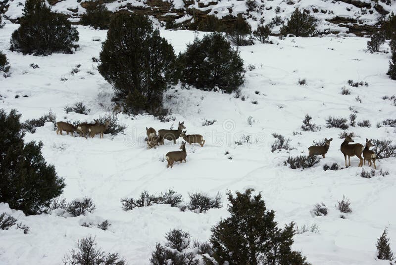Mule deer herd in deep snow stock photo