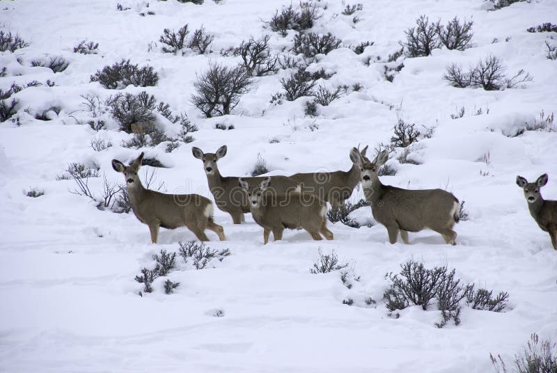 Mule deer herd in deep snow royalty free stock photo