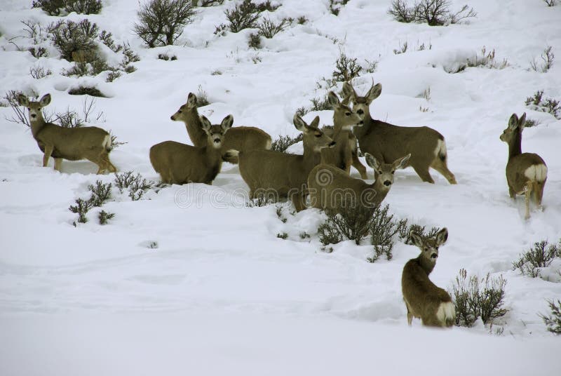 Mule deer herd in deep snow royalty free stock images