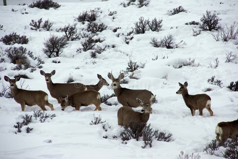 Mule deer herd in deep snow stock photo