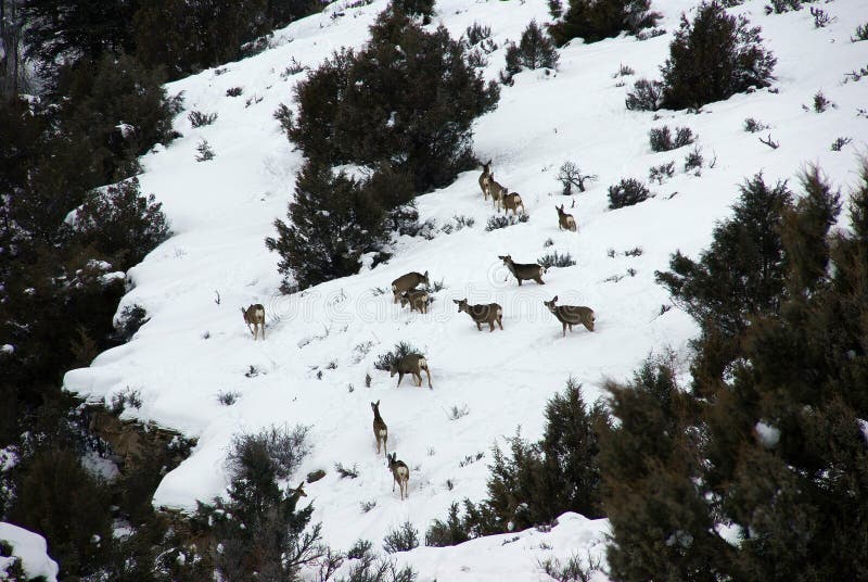 Mule deer herd in deep snow royalty free stock photo