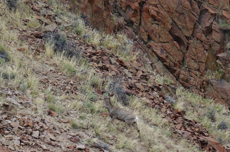 Mule Deer Near Challis, Idaho Stock Photo - Image of idaho, priairie ...