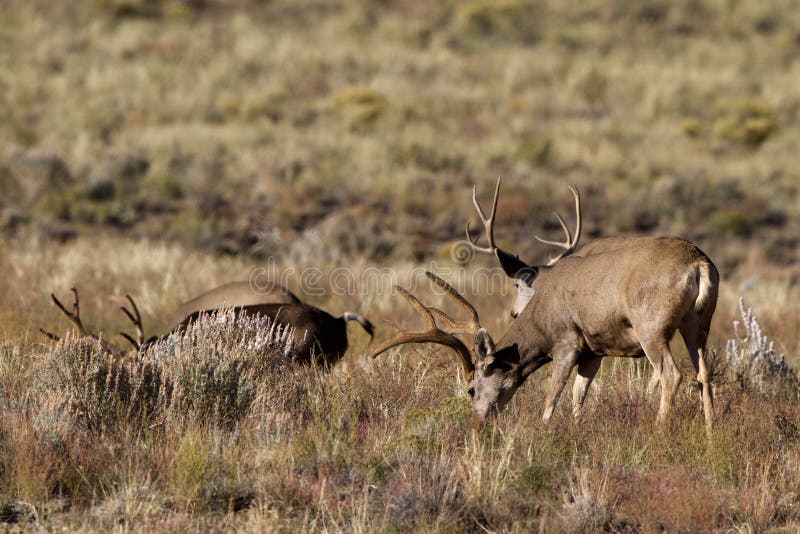 Mule Deer, Odocoileus hemionus royalty free stock images