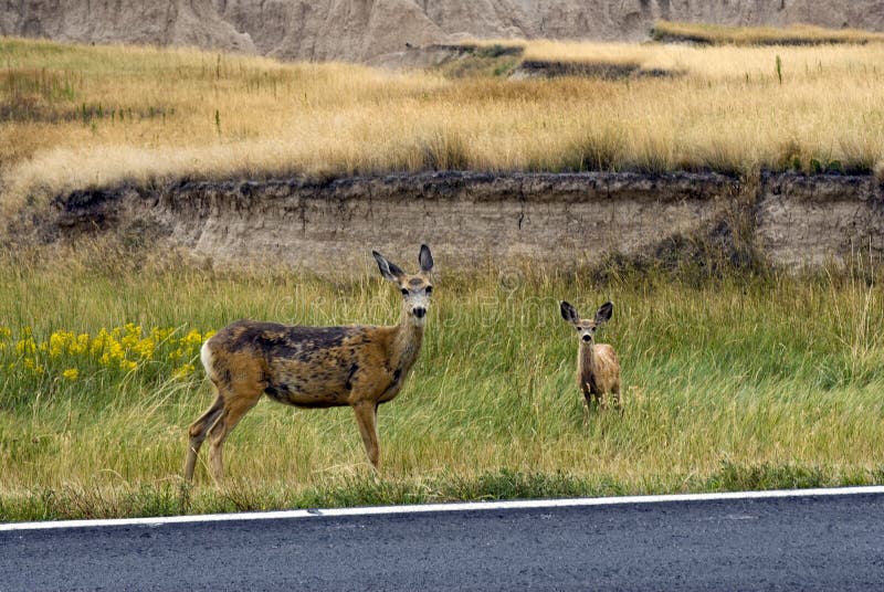 Mule deer on road side in The Badlands National Park, South Dakota, USA