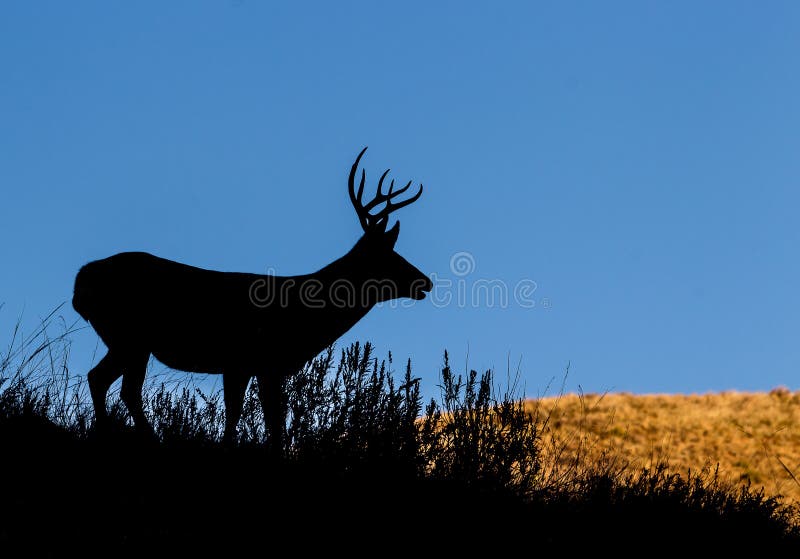 Mule Deer Silhouette stock image. Image of idaho, mammal 37940469