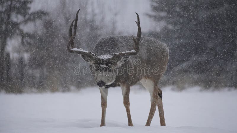 Mule deer in snow stock images