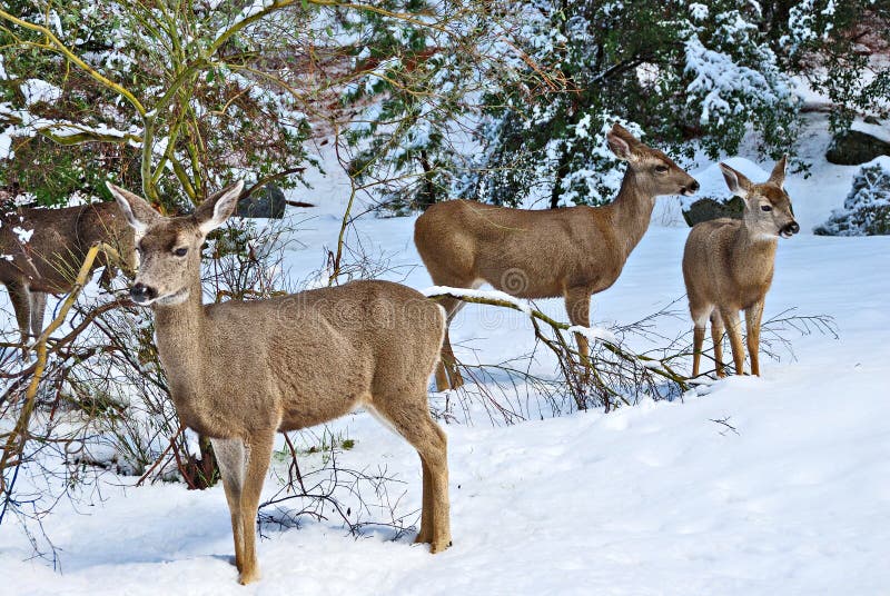Mule Deer Standing In The Snow royalty free stock image