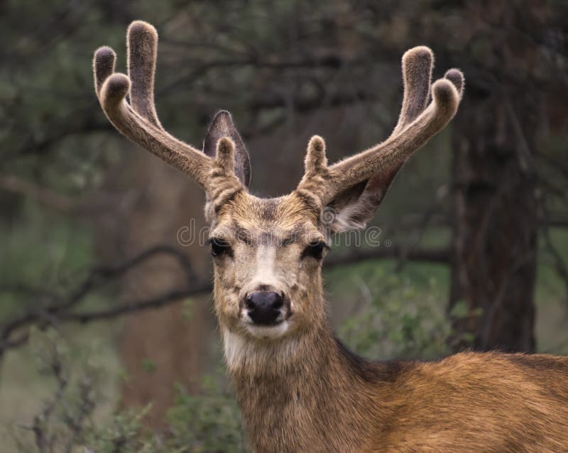 Mule Deer with Velvet Antlers. Stock Image Image of buck, rack 28995571