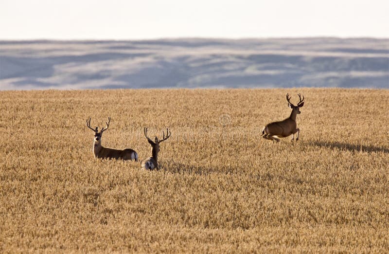 Mule Deer in Wheat Field