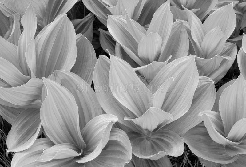 Mule Ear Plants in Black & White