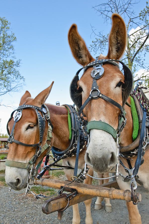 Mule horse team