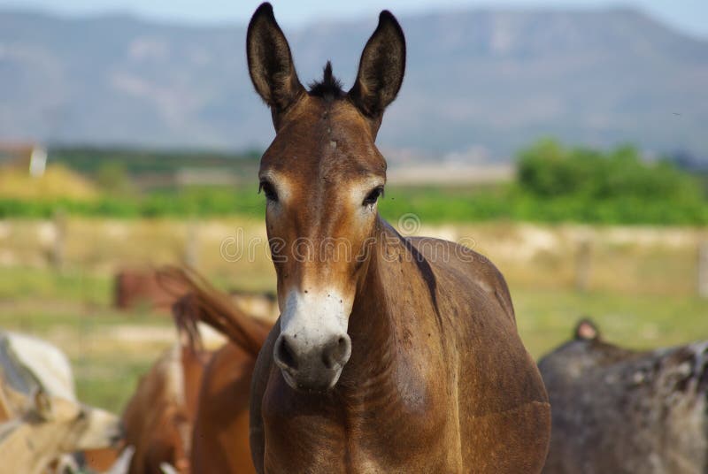 Homme Mulet Hybride Âne Jument - Mulet De Bât Débardeur