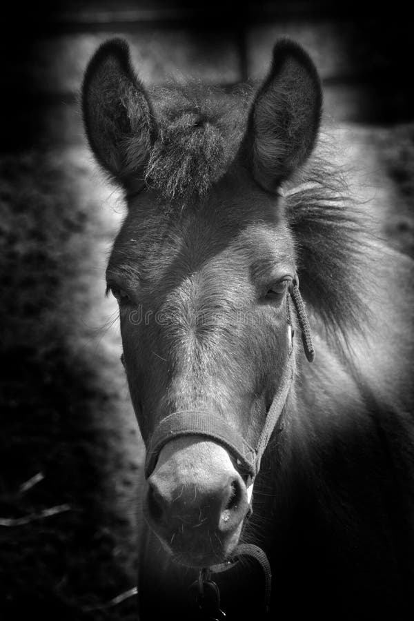 A mule is the offspring of a male donkey jack and a female horse