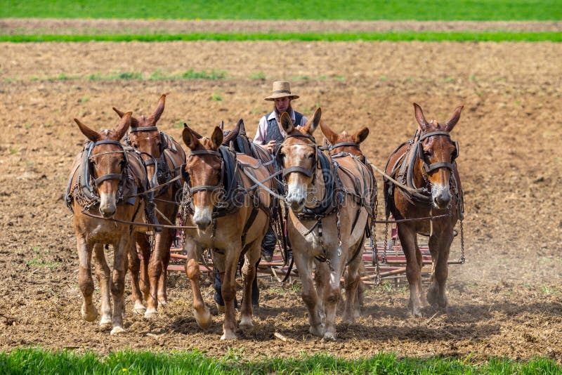 718 Farmer Mule Stock Photos - Free & Royalty-Free Stock Photos from ...