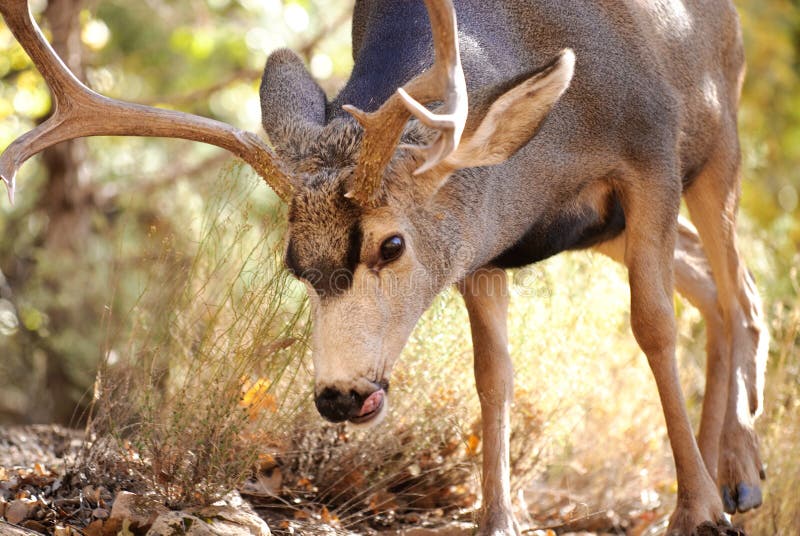 Muledeer Buck royalty free stock images Muledeer Buck royalty free stock images
