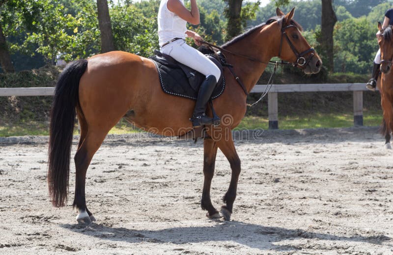 Mulher E Cavalo Pulando Uma Cerca Imagem de Stock - Imagem de equestre,  animal: 208048229