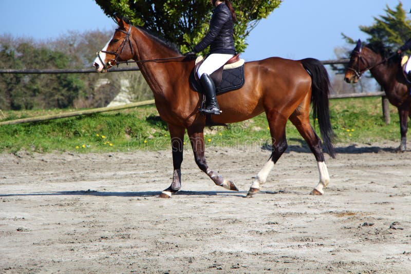 Foto de Cavalo Pulando Uma Cerca e mais fotos de stock de Cavalo - Família  do cavalo - Cavalo - Família do cavalo, Cross-country equestre, Pular -  iStock