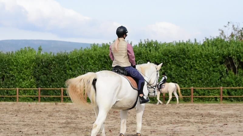 Cavalo pulando sobre um obstáculo, Ultra Câmera lenta, Banco de