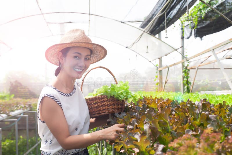 Mulher asiática bonita que escolhe vegetais de salada na exploração agrícola da hidroponia Conceito saudável imagem de stock royalty free Mulher asiática bonita que escolhe vegetais de salada na exploração agrícola da hidroponia Conceito saudável imagem de stock royalty free