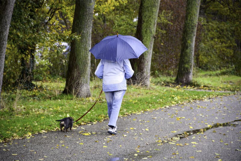 Mulher com guarda-chuva caminhando com seu cachorro na chuva fotos de stock Mulher com guarda-chuva caminhando com seu cachorro na chuva fotos de stock