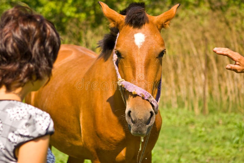 Cavalo Pulando Durante O Encontro De Cavalo Em Todo O País Pela Manhã  Fotografia Editorial - Imagem de grama, verde: 160272922