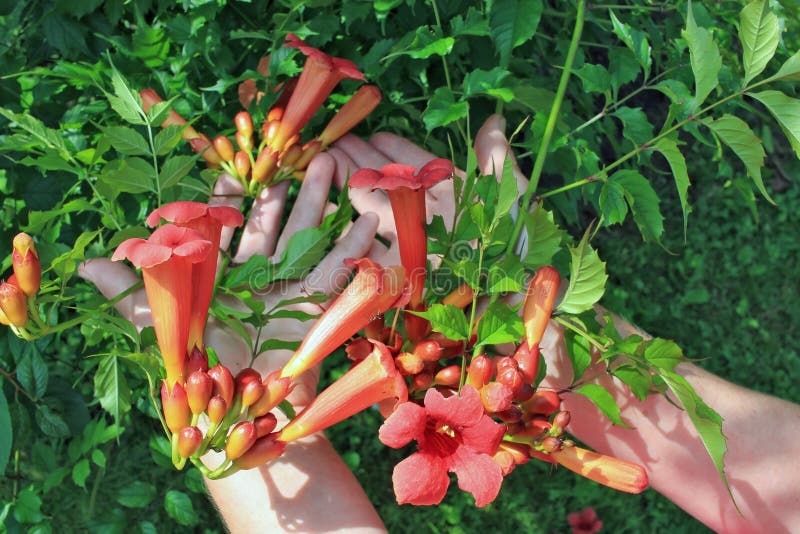 A mulher idosa - picaretas do fazendeiro e cuidado de flores vermelhas do jardim da trombeta no arbusto do verão fotos de stock A mulher idosa - picaretas do fazendeiro e cuidado de flores vermelhas do jardim da trombeta no arbusto do verão fotos de stock