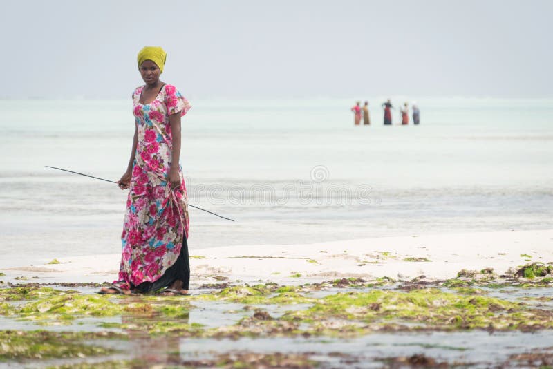 Mulher local que anda nas águas pouco profundas do Oceano Índico, Zanzibar fotos de stock royalty free Mulher local que anda nas águas pouco profundas do Oceano Índico, Zanzibar fotos de stock royalty free