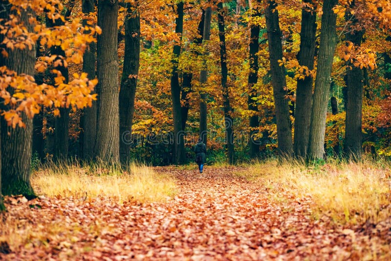 Mulher que anda no trajeto na floresta do outono fotografia de stock Mulher que anda no trajeto na floresta do outono fotografia de stock