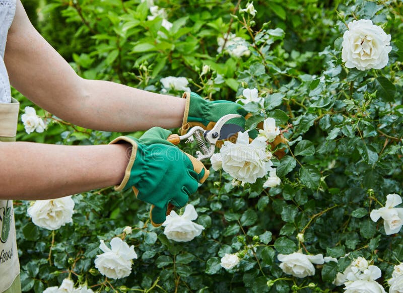 Mulher que escolhe rosas brancas frescas em seu jardim