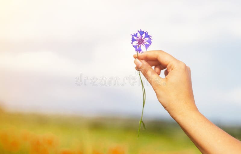 Mulher que guarda a flor do milho do verão no campo Fundo borrado das papoilas fotos de stock Mulher que guarda a flor do milho do verão no campo Fundo borrado das papoilas fotos de stock
