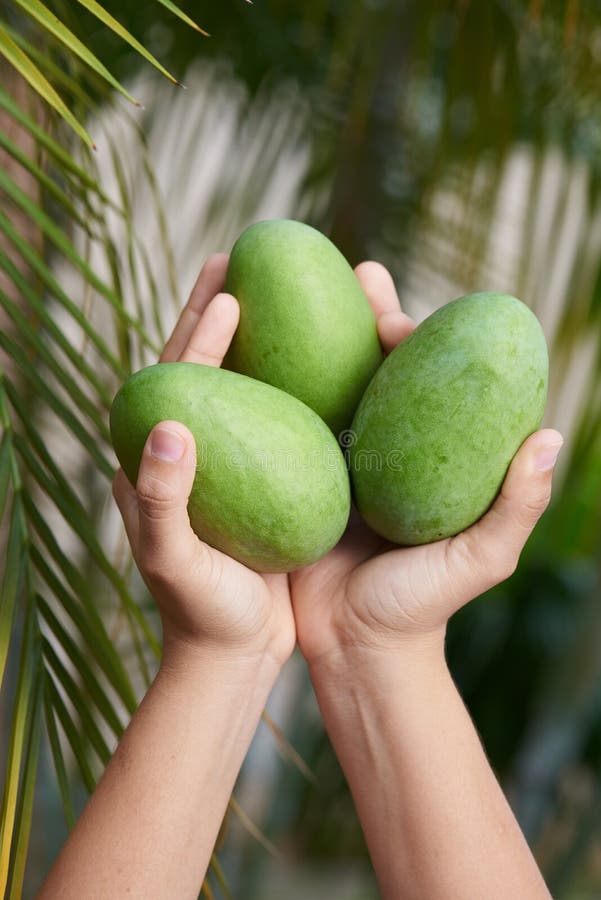 Mulher que mantém manga exteriores fotografia de stock