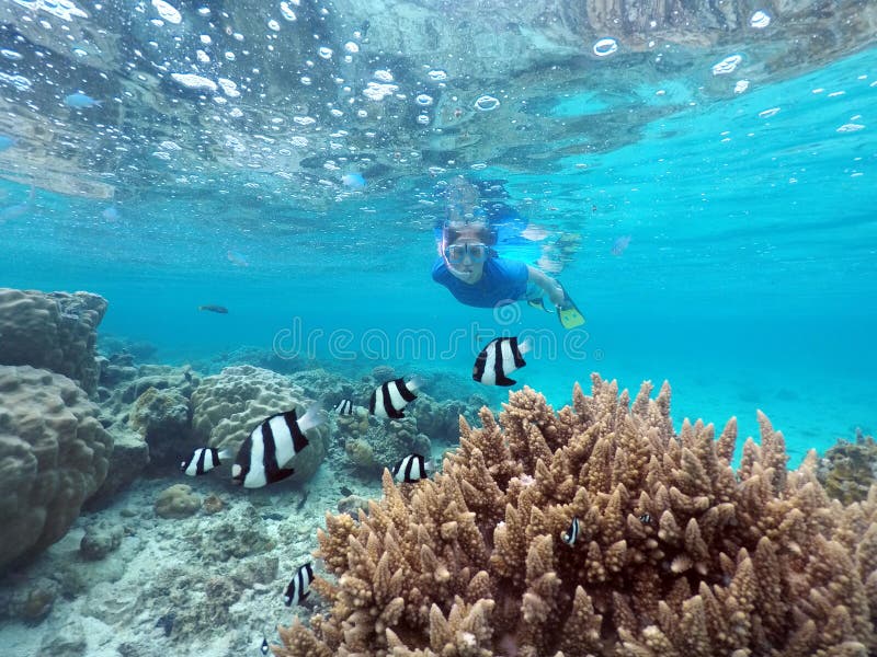 Mulher que mergulha no cozinheiro Islands de Rarotonga