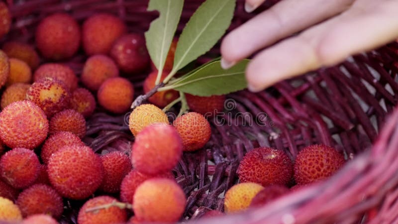 Mulher que recolhe morangos selvagens de cor vermelha num cesto vermelho na natureza