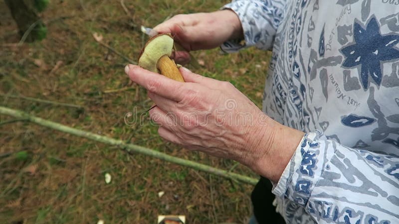 A mulher que recolhe o bolete da baía cresce rapidamente em um corte e em uma limpeza da floresta do pinho os cogumelos