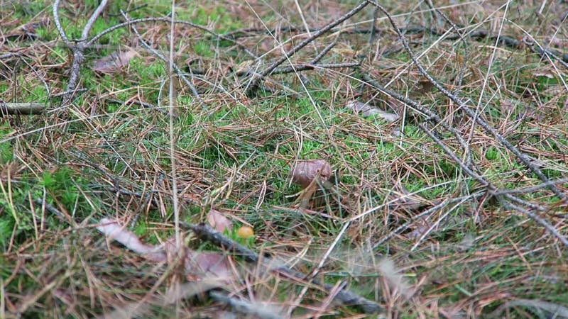 A mulher que recolhe o bolete da baía cresce rapidamente em um corte e em uma limpeza da floresta do pinho os cogumelos