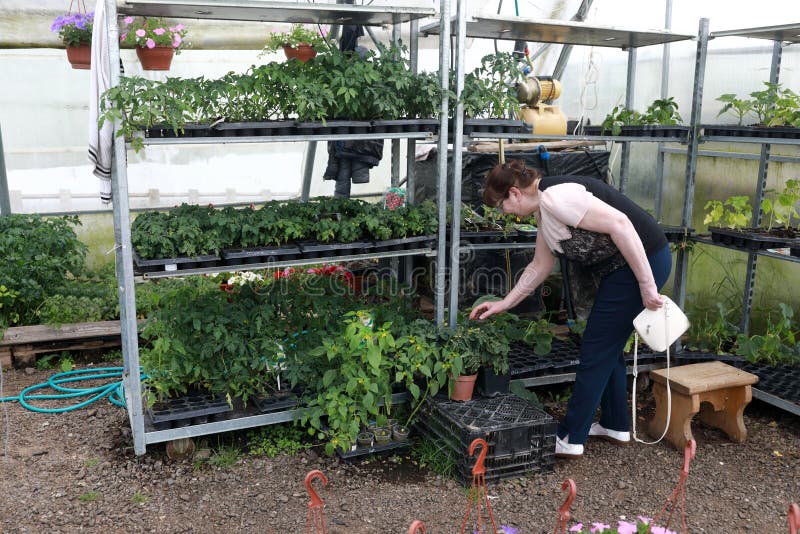 A mulher superior escolhe plantas imagem de stock