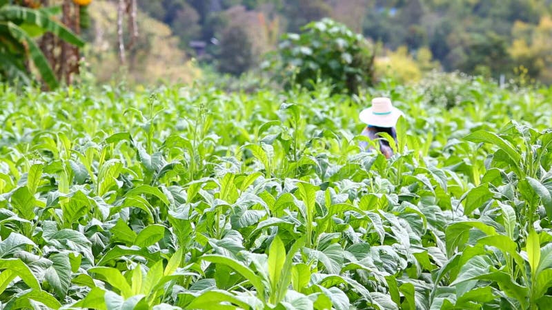 A mulher tailandesa pôs o inseticida e o adubo na planta de cigarro