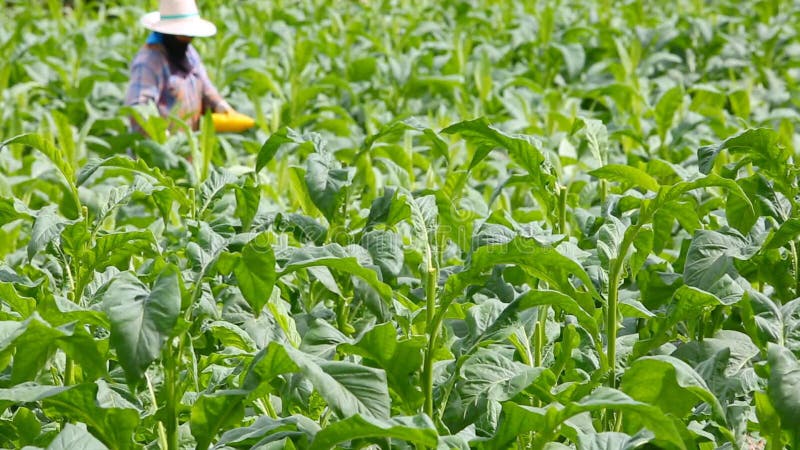 A mulher tailandesa pôs o inseticida e o adubo na planta de cigarro